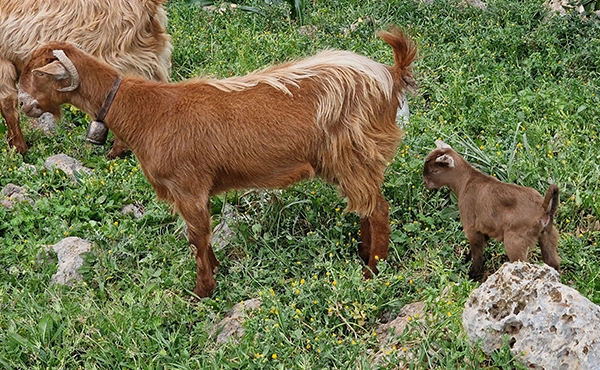 Cabra marrón con cabrito de pie en un camino rural en Creta
